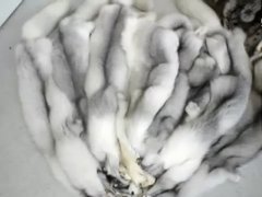 Fur  Porn Gif